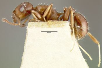Media type: image;   Entomology 16368 Aspect: habitus lateral view